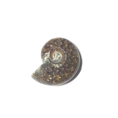 Natural Whole Ammonite Fossils