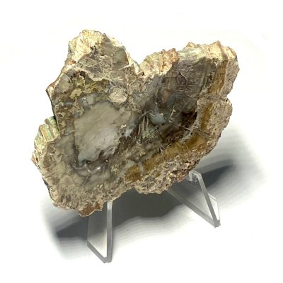 Petrified Wood Slab with Stand