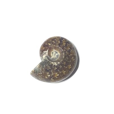 Natural Whole Ammonite Fossils