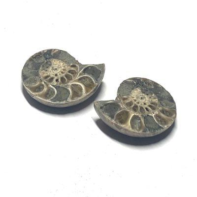 Polished Cut Ammonite Fossil Set