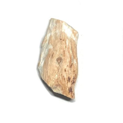 Raw BC Petrified Wood
